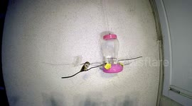 Rocket slam Hummingbird attack at feeder 240fps slow motion