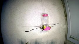 Nasty Hummingbird fights and bites at feeder 240fps slow motion