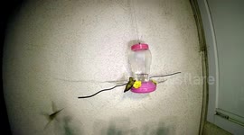 Hummingbird fight and body slam at feeder 240fps slow motion