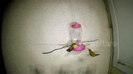 Two Hummingbirds tangle at feeder in 240fps slow motion