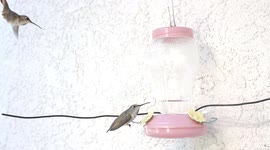 Hummingbird fight jab and head bite slow motion 240fps