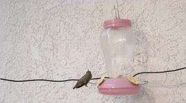 Hummingbird bites and claws another in slow motion 240fps
