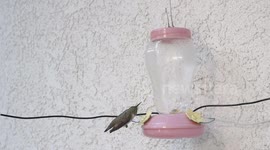 Mean Hummingbird throws one other off feeder 240fps slow motion