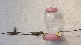 Two Hummingbirds fight it out at the feeder 240fps slow motion
