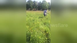 Dog channels its inner bunny and bounds through flower field