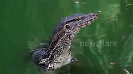Monitor lizards hitting it off