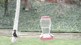 Strange-looking twisted Hummingbird scratching neck in 240fps slow motion