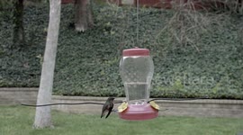 Contortionist Hummingbird scratching beak 240fps slow motion