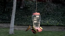Hummingbird wrestling - back grab throw-off 240fps slow motion