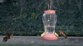 Hummingbirds battle at feeder in 240fps slow motion