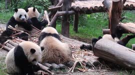 Giant Pandas snack time