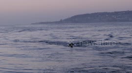 Great white shark breach!
