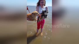 Watch two chihuahuas try air swimming on Lancashire beach for the first time