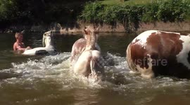 Several horses are cooled off in the River Eden at the Appleby Fair