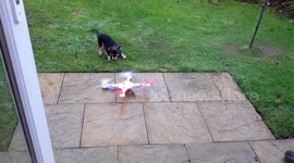 Watch a dog’s hysterical dance after owner starts drone