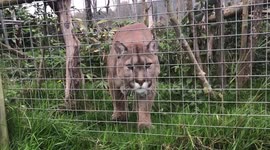 Mountain Lion Cougar Hissing at Camera