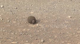 Male Dung Beetle rolling a dung ball with his mate on top