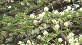 Fruit Chafer Beetles eating the pollen of Umbrella Thorn flowers