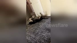 Dog has an unusual – but probably effective – way of scratching an itchy back