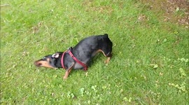 Poor Dachshund tries to get rid of extreme itch on her head