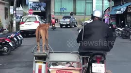 Fearless dog balances on motorbike sidecar as driver cruises