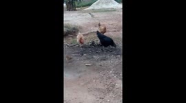 The Family of chicken