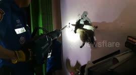 Cat rescued after getting stuck in tiny gap between two houses
