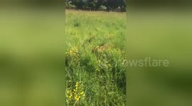 Dog channels its inner bunny and bounds through flower field