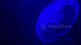 Moon jellyfish in a shoal