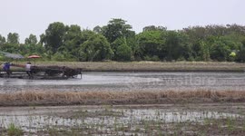Ploughing a paddy filed in preparation for rice planting.