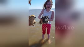 Cute and funny chihuahuas perfect the art of air swimming