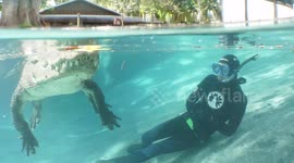 Daredevil diver plunges into alligator-infested waters