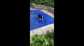 Newfie Puppy Discovers Pool Cover