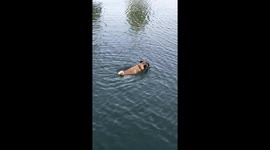 Pug chasing a tennis ball in the water