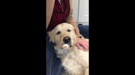 'Help! My dog with pacifier thinks she's a baby!'
