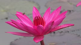 A honeybee in a lotus flower.