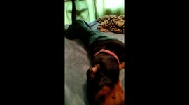Dog throws tantrum