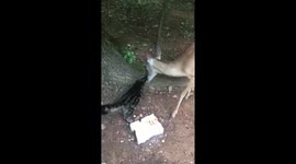 Bumper the deer loves Target the cat.