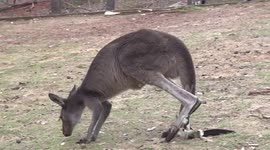 A female Kangaroo moving then grooming her fur with her front foot