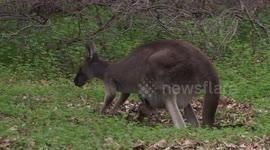 Lazy Kangaroo Joey feeding from the pouch - just reaching down to get food