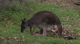 A mother Kangaroo feeding  with a large Joey hidden in her pouch
