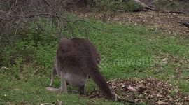 A mother Kangaroo feeding with her Joey inside her pouch