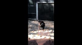 Chimpanzee terrifies zoo visitors by beating ducklings to death