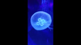 Jellyfish in Aquarium