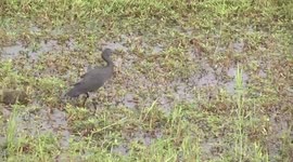 Wow – a Black Heron using its wings as a canopy to fool fish!