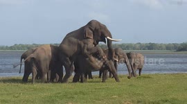Incredible moment elephants captured mating in Sri Lanka safari park