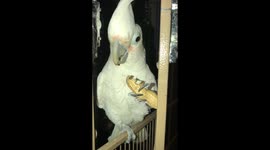 Gizmo enjoying his peanut