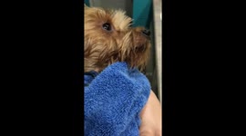 Owner sings yorkie to sleep after bath time