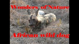 African wild dog feeding on the head of a Grey Duiker and chewing off its ear
