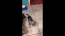Mini yorkie Lily smiles for the camera